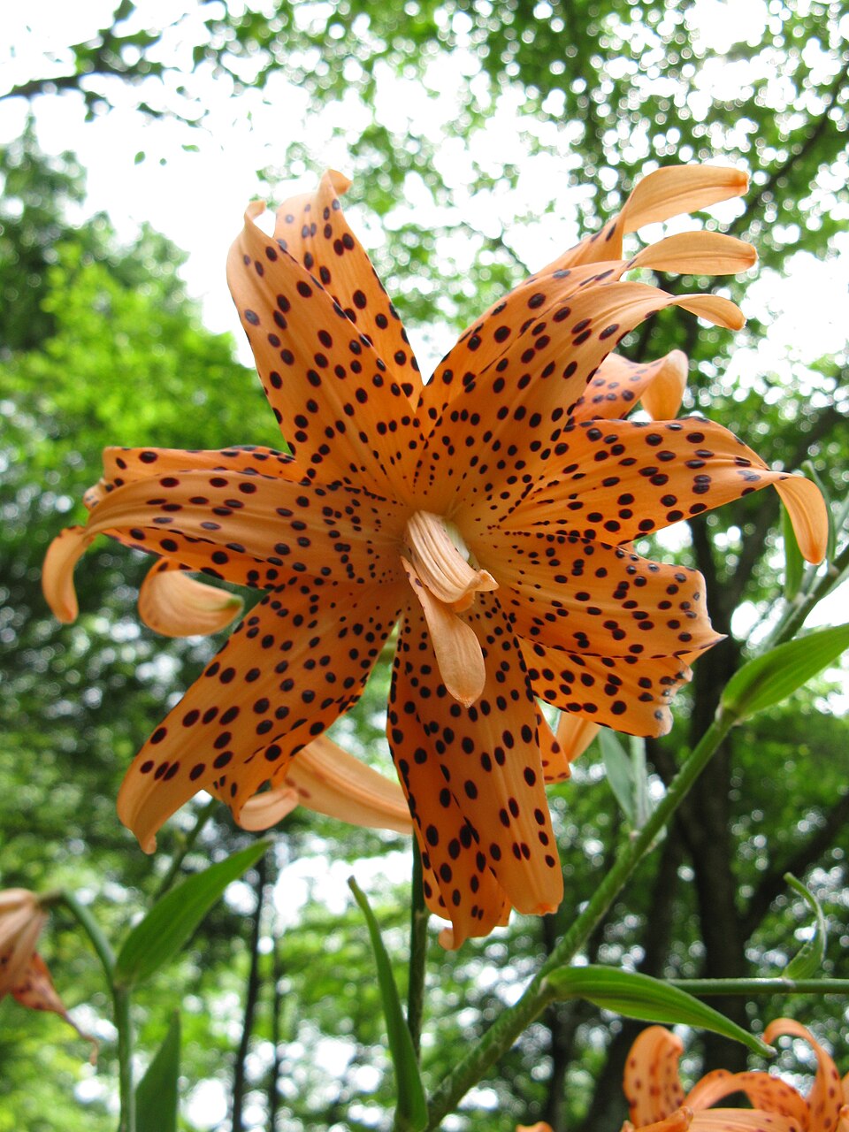 Lilium lancifolium (tiger lily) (alternate view 6)