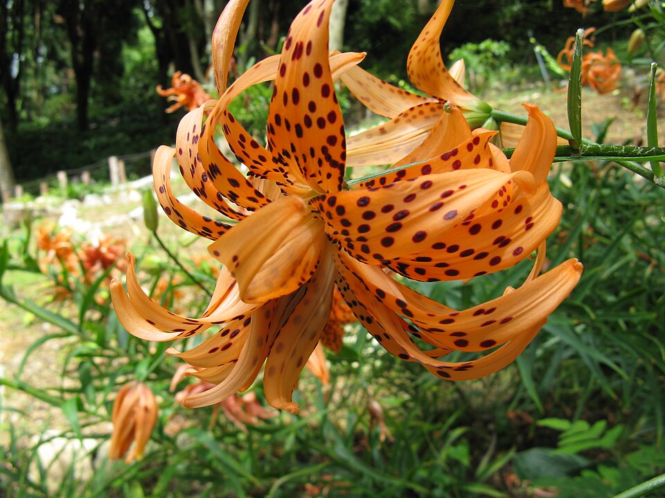 Lilium lancifolium (tiger lily) (alternate view 7)