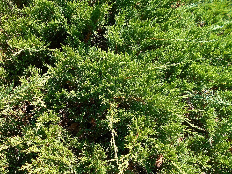 Juniperus sabina 'Tamariscifolia' (Tam Juniper) (alternate view 2)