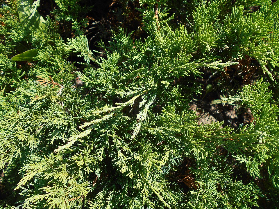 Juniperus sabina 'Tamariscifolia' (Tam Juniper) (alternate view 3)