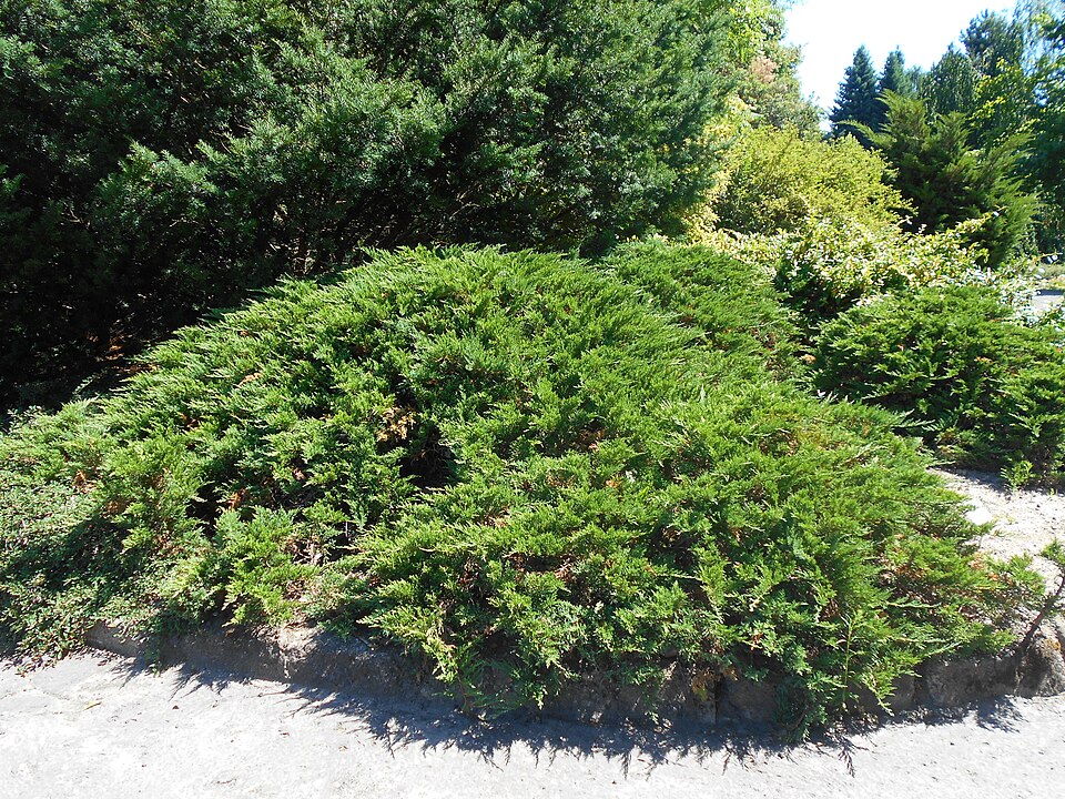 Juniperus sabina 'Tamariscifolia' (Tam Juniper) (alternate view 4)