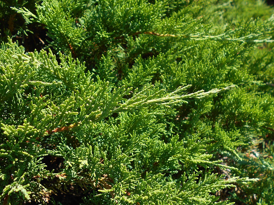 Juniperus sabina 'Tamariscifolia' (Tam Juniper) (alternate view 5)