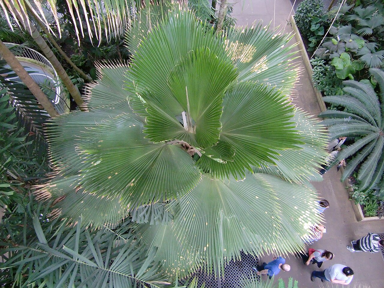 Pritchardia pacifica, Fiji fan palm — upright evergreen (Arecaceae) (image 3 of 10)