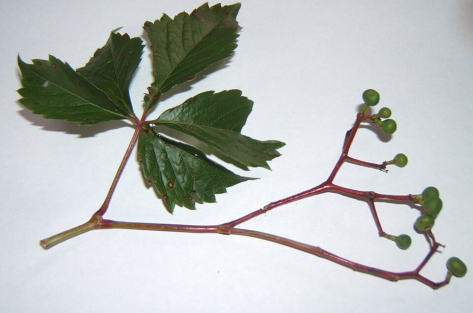 Parthenocissus inserta (thicket creeper)