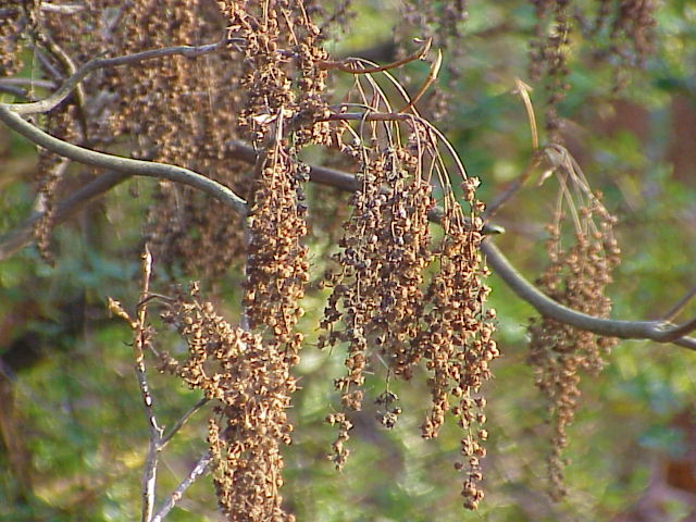Clethra spp., summersweet — upright (Clethraceae) (image 2 of 3)