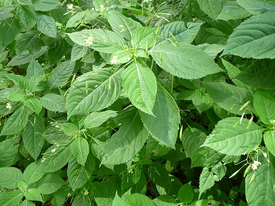 Impatiens parviflora (small balsam)