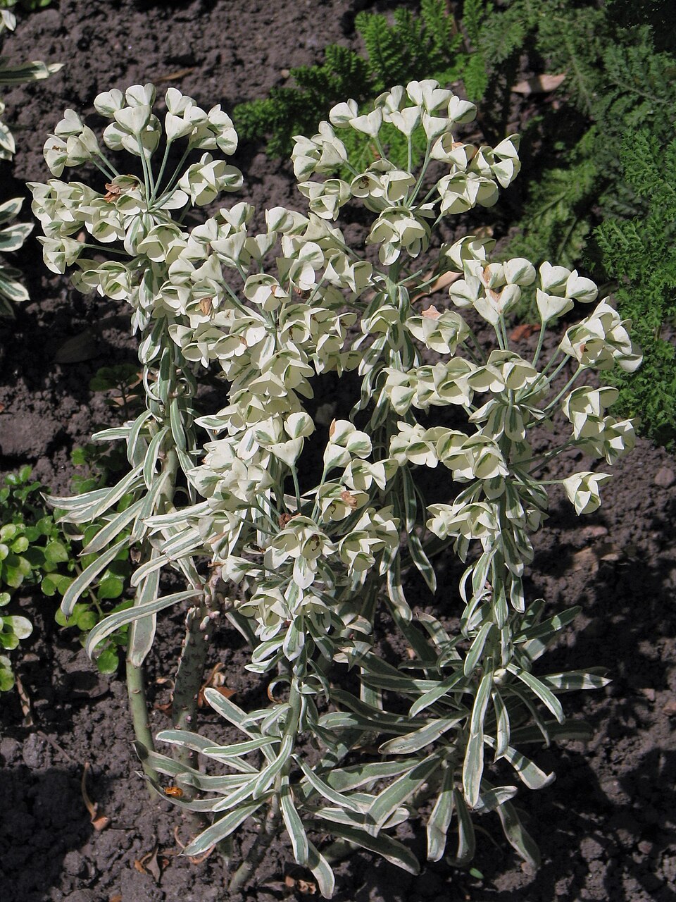 Euphorbia characias ssp. 'Tasmanian Tiger' (Tasmanian Tiger Spurge) (alternate view 4)