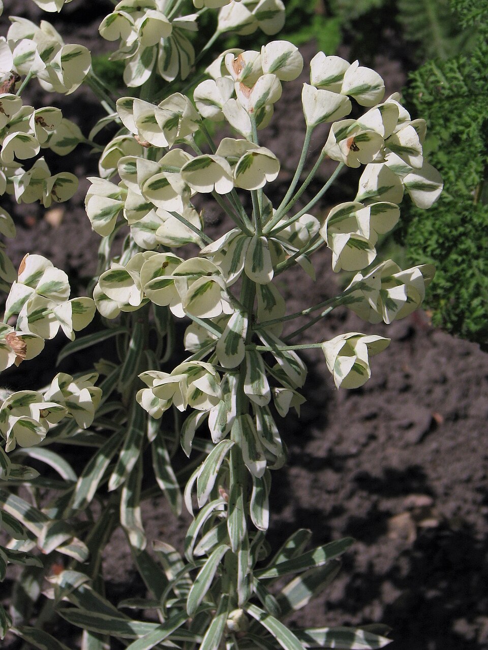 Euphorbia characias ssp. 'Tasmanian Tiger' (Tasmanian Tiger Spurge) (alternate view 5)