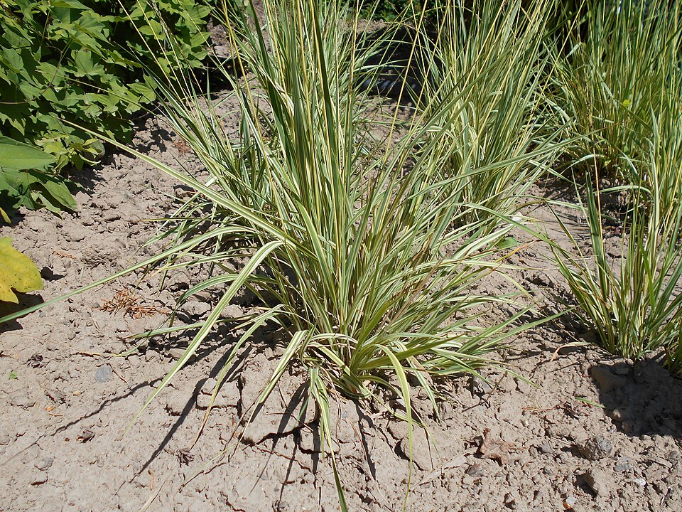 Molinia caerulea 'Variegata' (Variegated Purple Moor Grass)