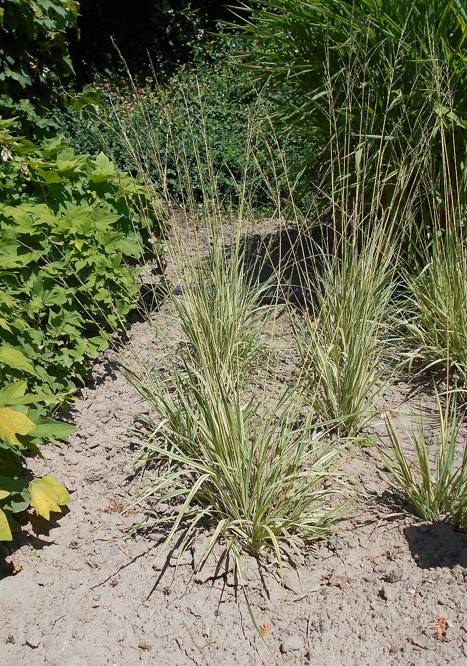 Molinia caerulea 'Variegata' (Variegated Purple Moor Grass) (alternate view 2)