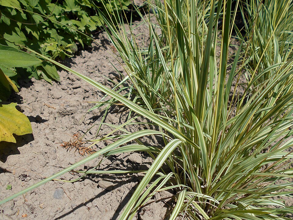 Molinia caerulea 'Variegata' (Variegated Purple Moor Grass) (alternate view 3)