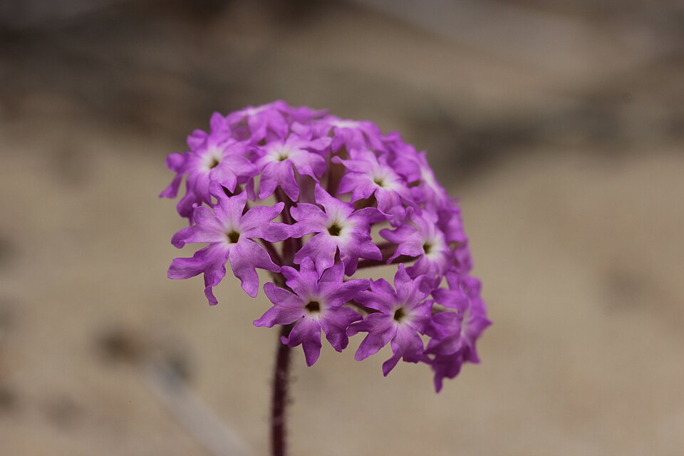 Abronia umbellata (Pink Sand Verbena) (alternate view 9)