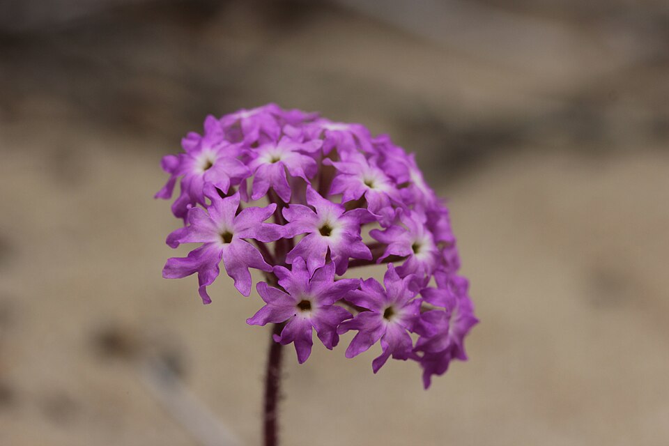 Abronia umbellata (Pink Sand Verbena) (alternate view 10)