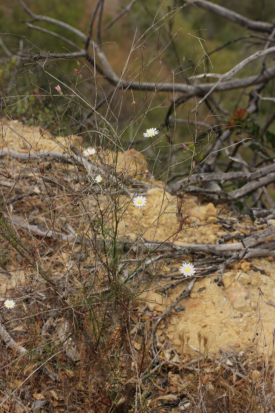 Malacothrix saxatilis (Cliff Aster) (alternate view 10)