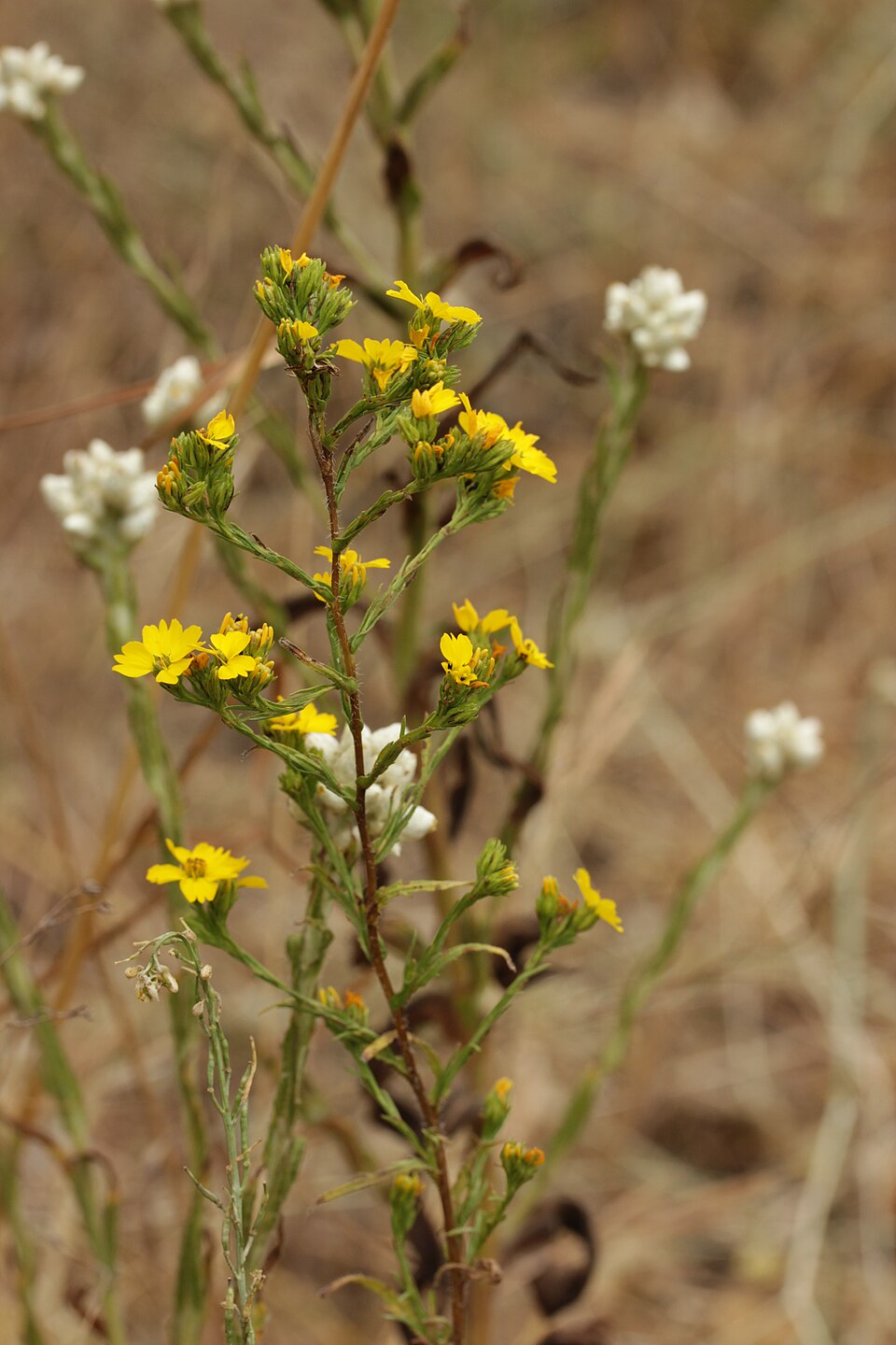 Deinandra fasciculata (Clustered Tarweed) (alternate view 5)