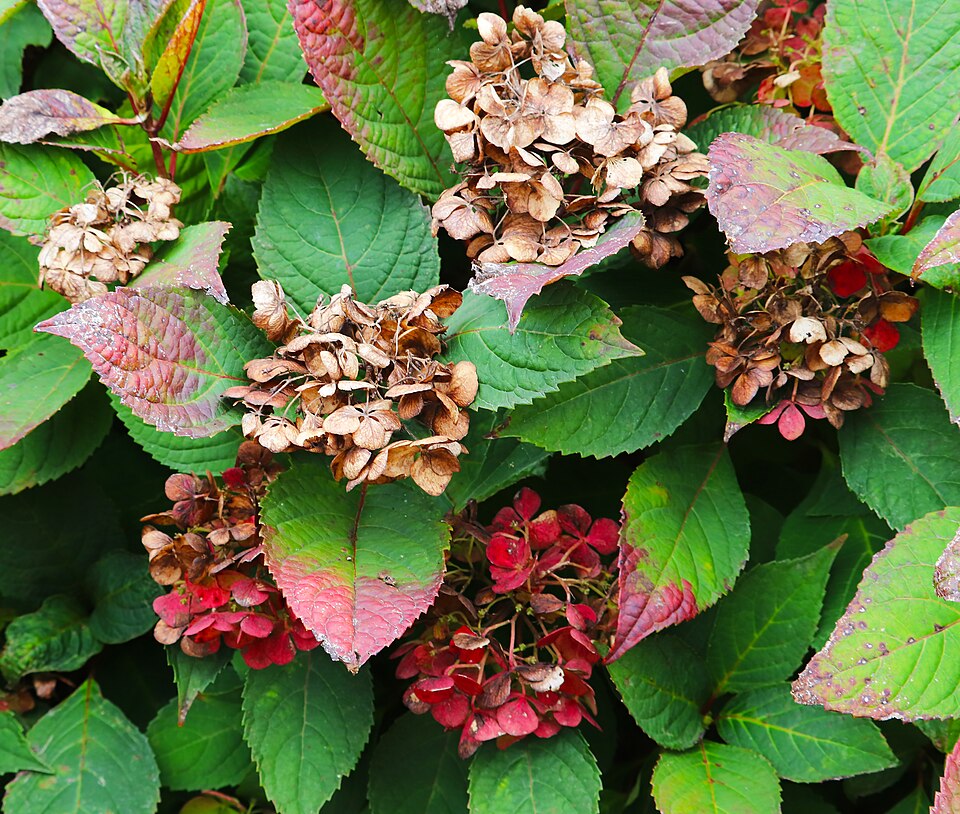 Hydrangea serrata 'Preziosa' (Preziosa Hydrangea) (alternate view 5)