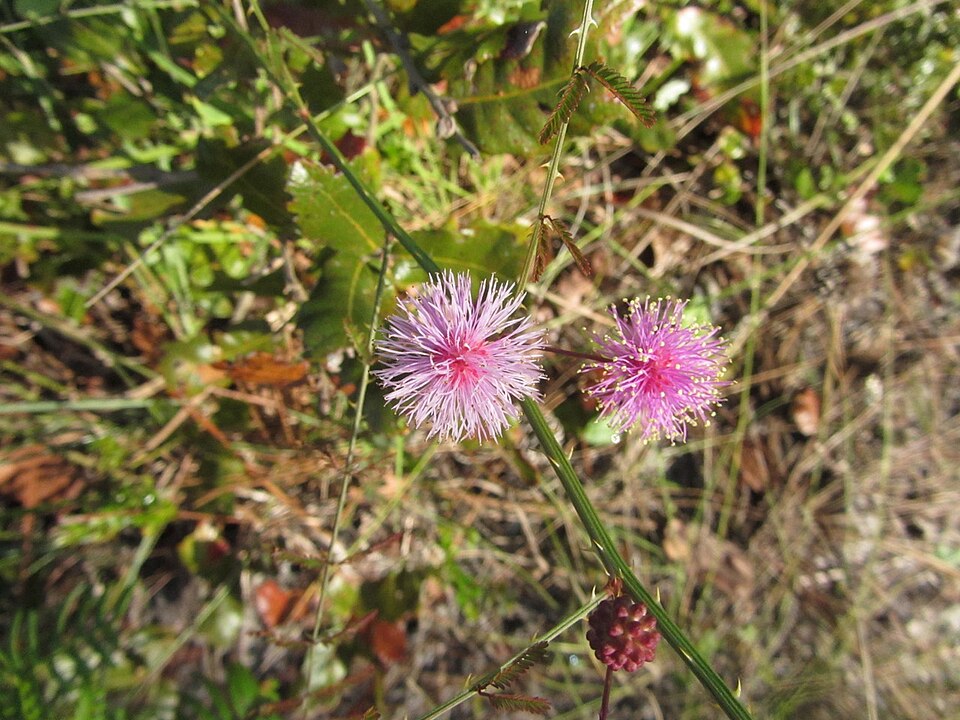 Mimosa quadrivalvis (Fourvalve Mimosa) (alternate view 5)
