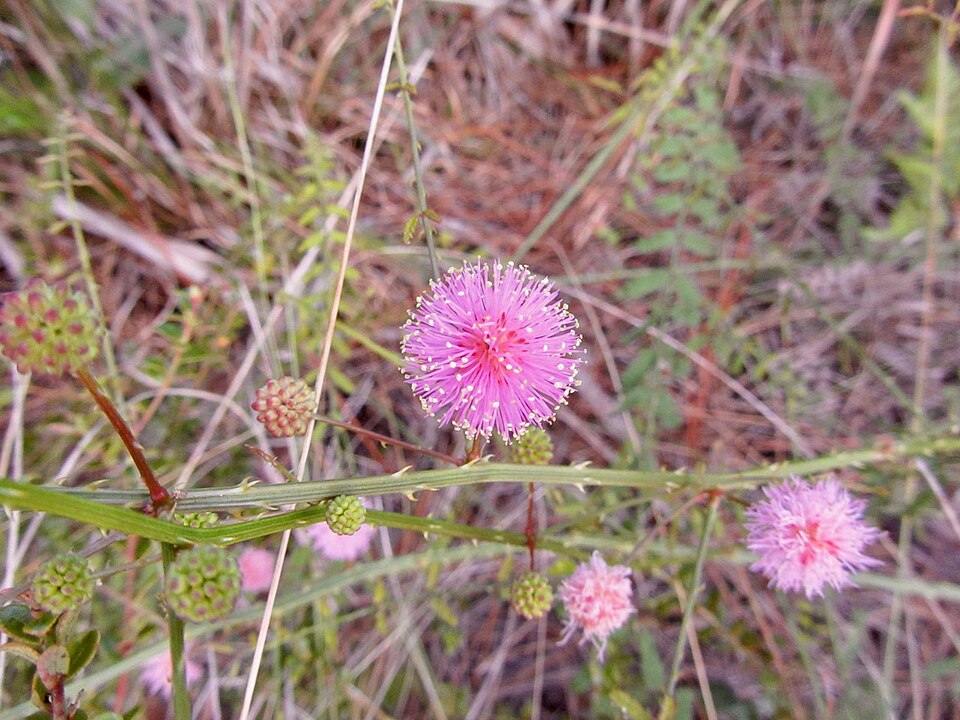 Mimosa quadrivalvis (Fourvalve Mimosa) (alternate view 6)