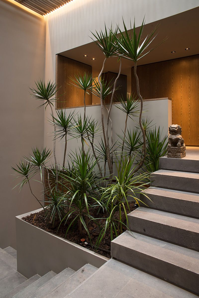 Dracaena (Dragon Trees) (alternate view 3)