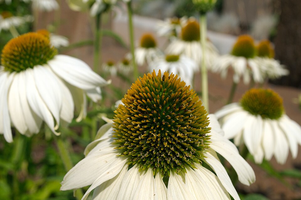 Echinacea purpurea 'White Swan' (White Swan Coneflower)