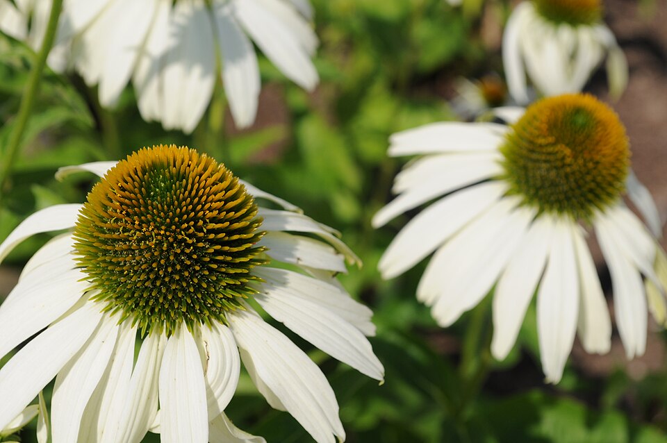 Echinacea purpurea 'White Swan' (White Swan Coneflower) (alternate view 2)