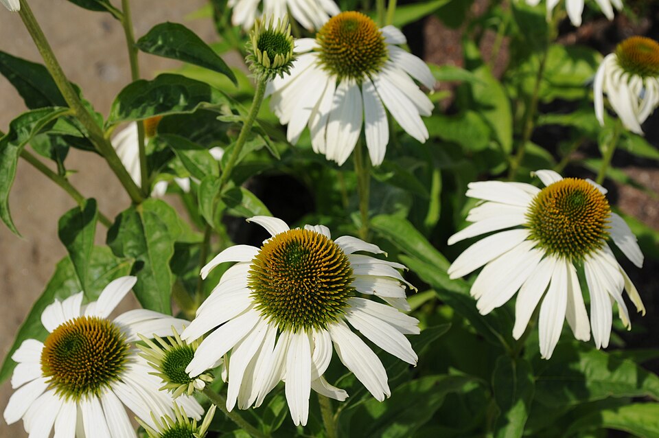 Echinacea purpurea 'White Swan' (White Swan Coneflower) (alternate view 3)