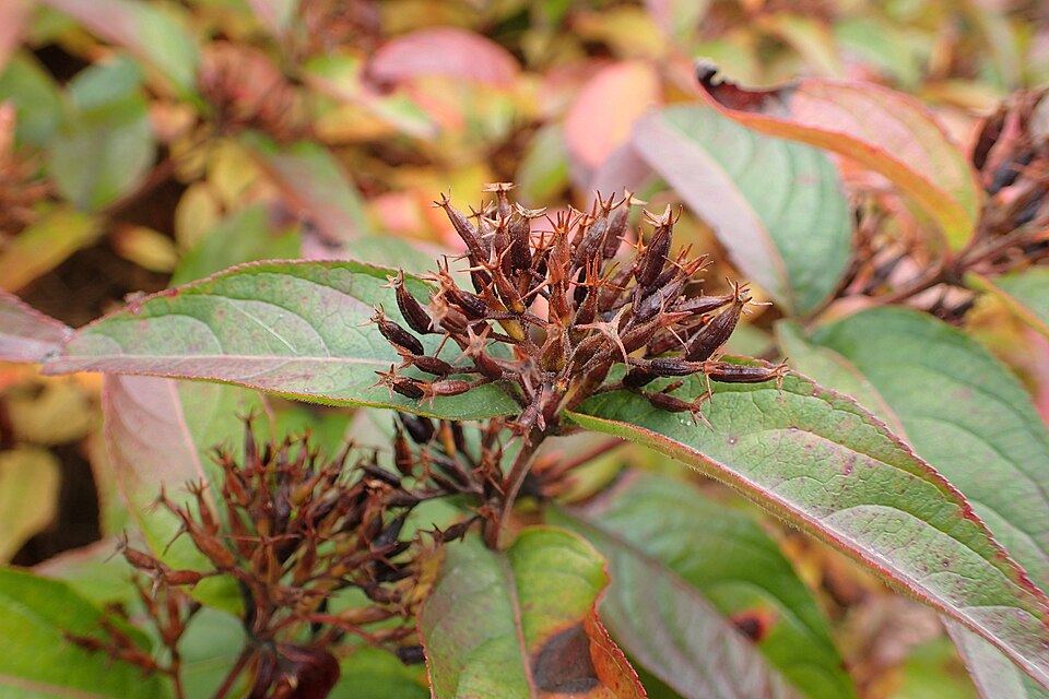 Diervilla rivularis (Bush Honeysuckle) (alternate view 5)
