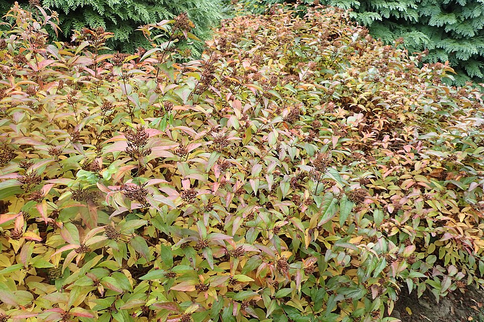 Diervilla rivularis (Bush Honeysuckle) (alternate view 6)