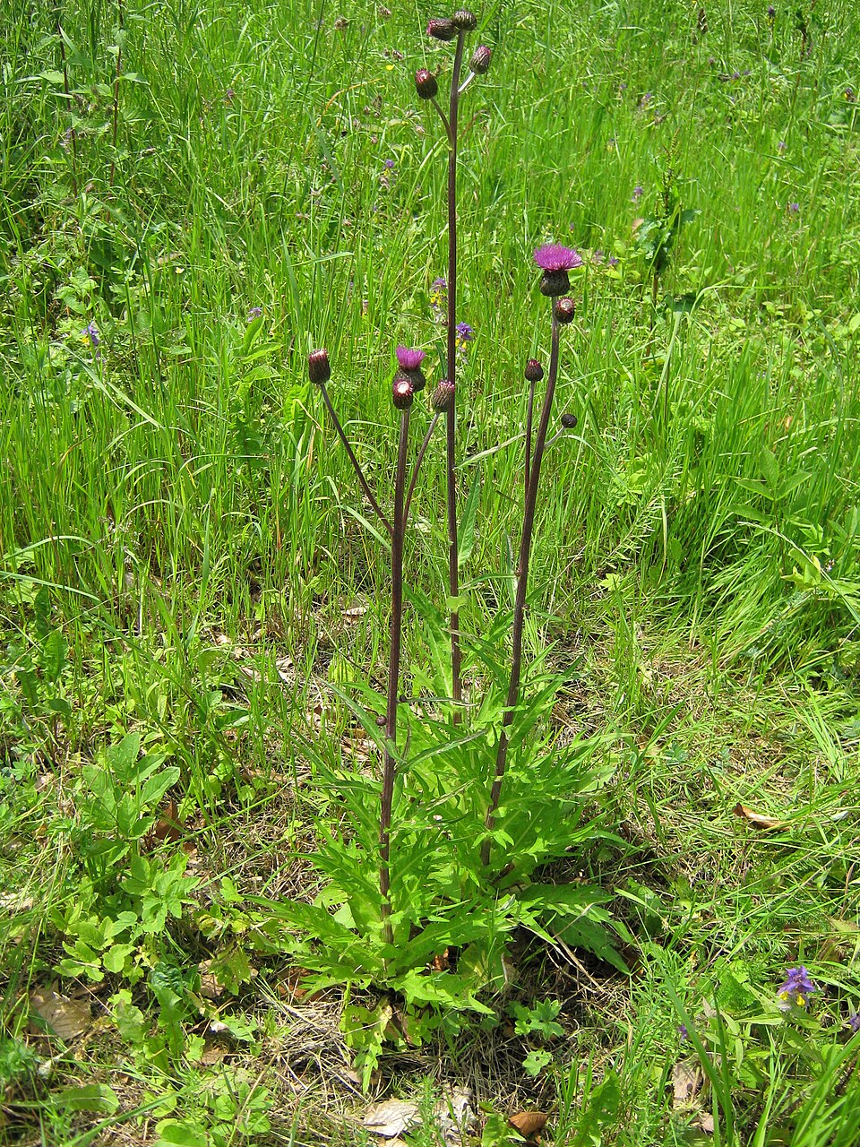 Cirsium heterophyllum (Melancholy Thistle)
