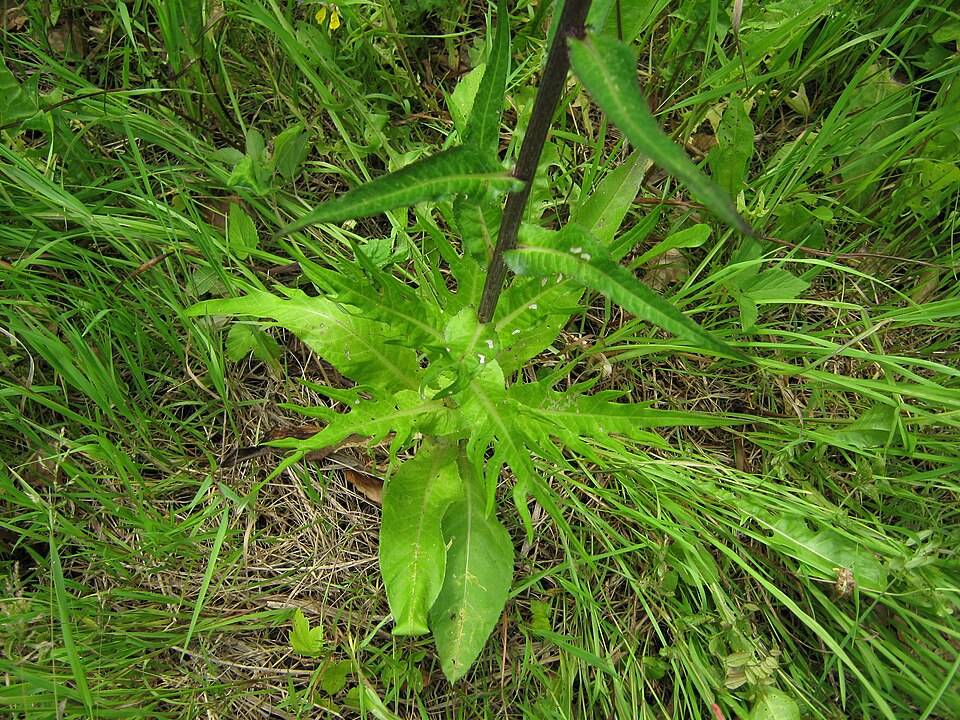 Cirsium heterophyllum (Melancholy Thistle)