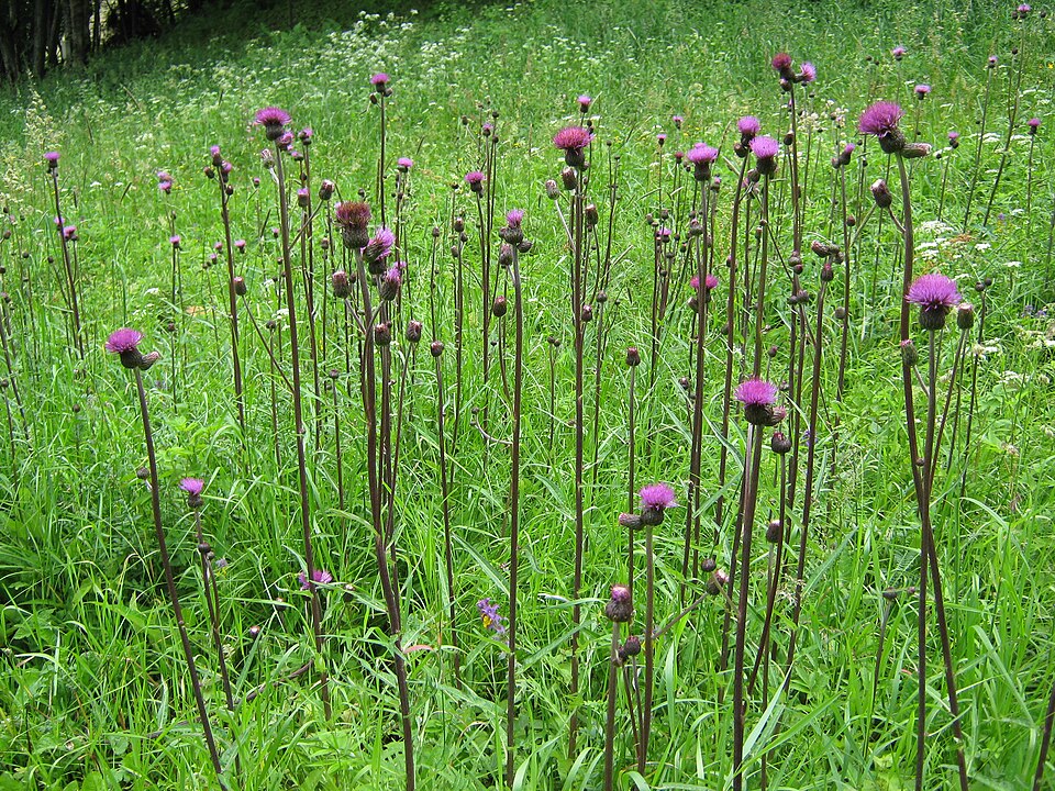 Cirsium heterophyllum (Melancholy Thistle)