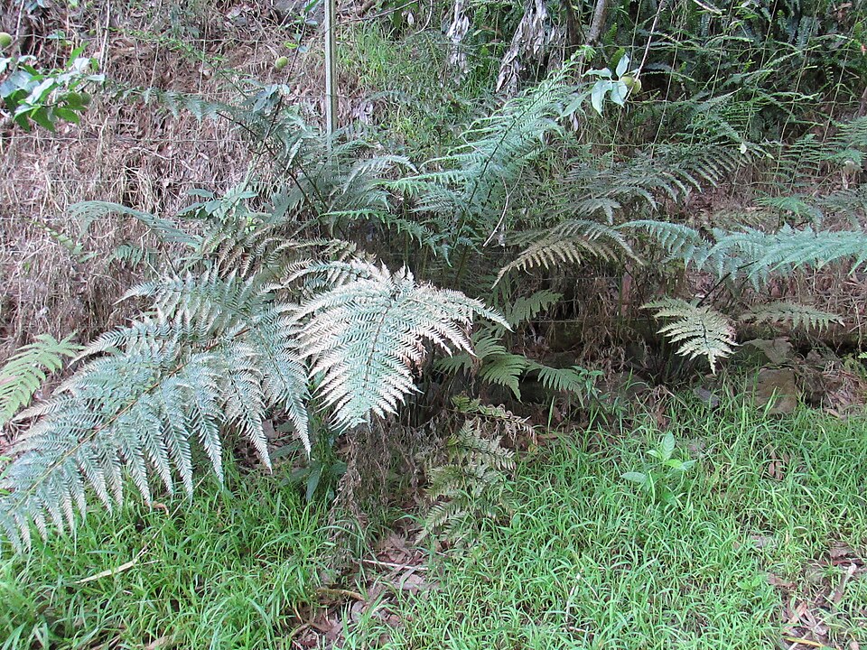 Pteris tremula (Shaking Brake) (alternate view 7)
