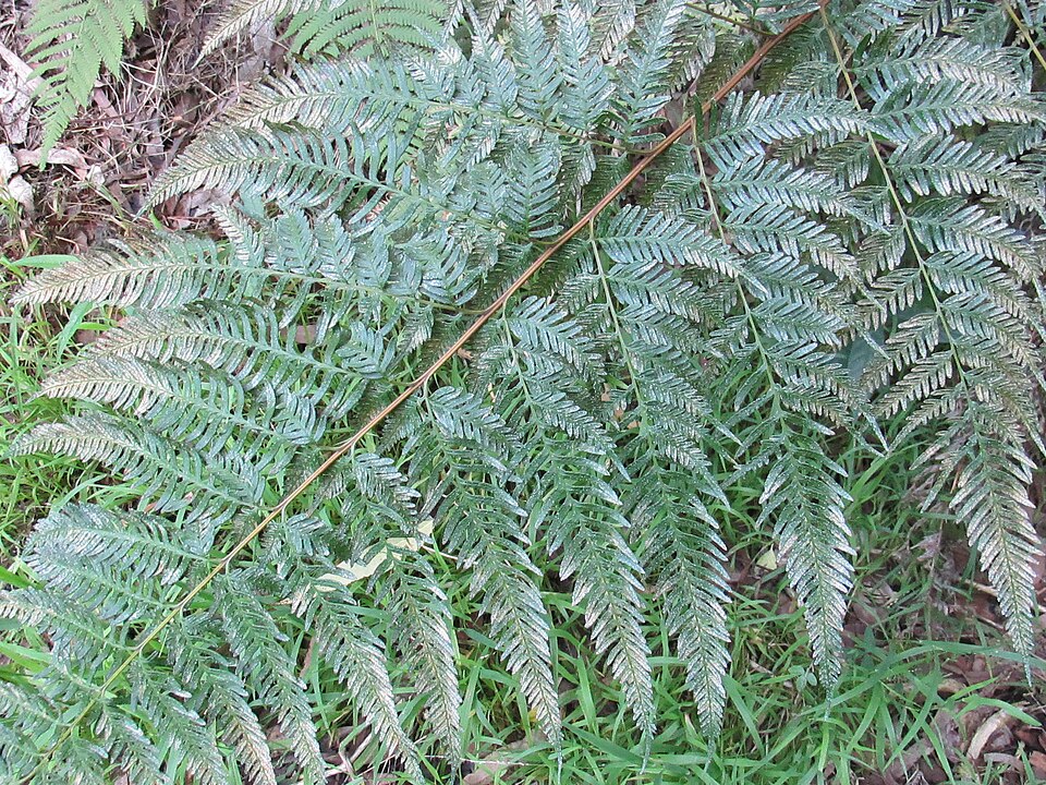 Pteris tremula (Shaking Brake) (alternate view 9)