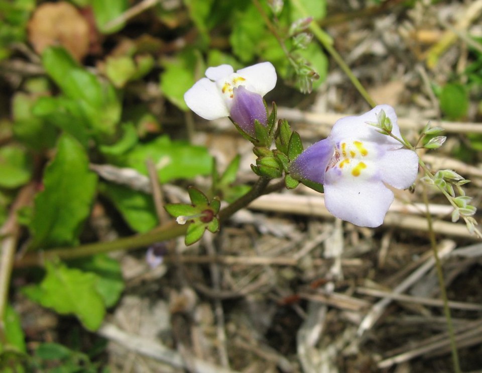 Mazus pumilus (Asian mazus)