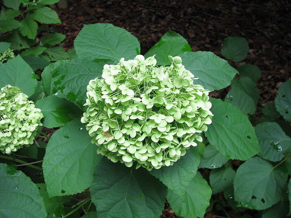 Hydrangea arborescens 'Annabelle' (Annabelle Hydrangea) (alternate view 3)