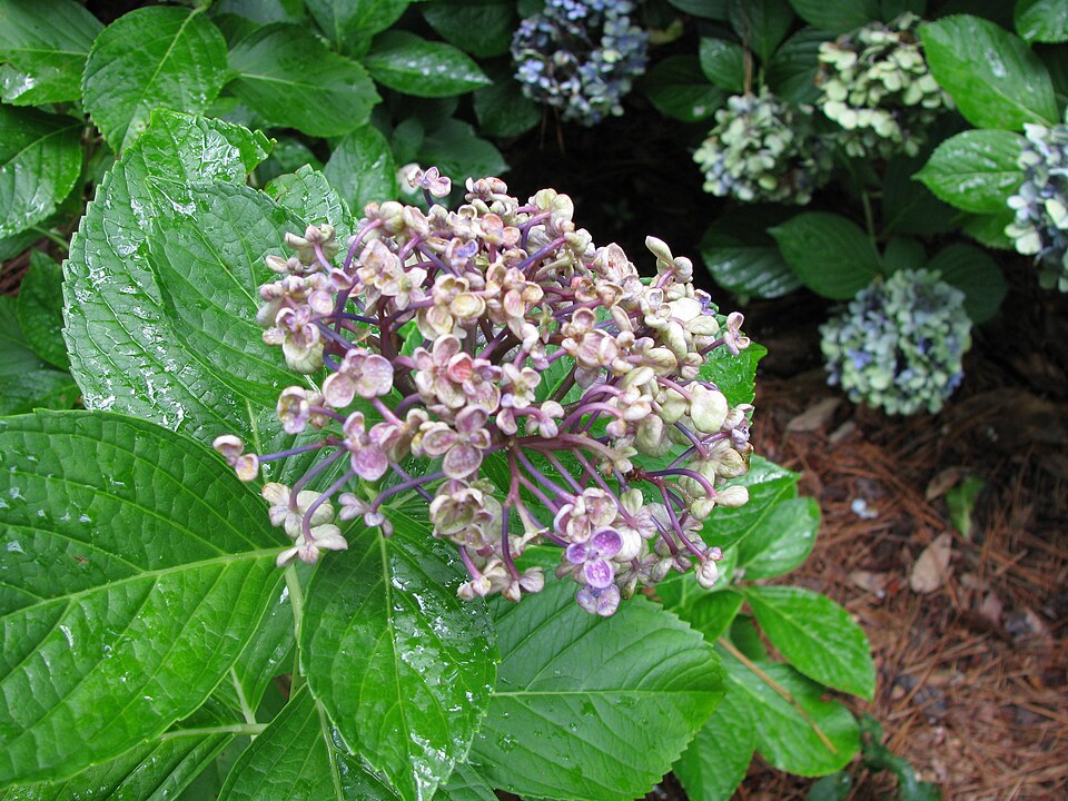 Hydrangea macrophylla 'Ayesha' (Ayesha Hydrangea)