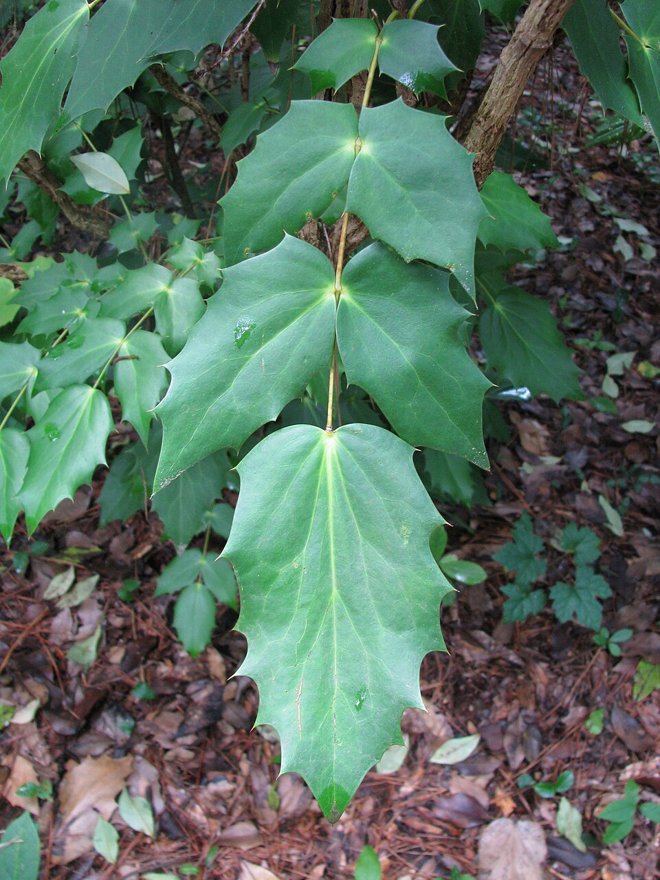 Berberis bealei (leatherleaf mahonia)