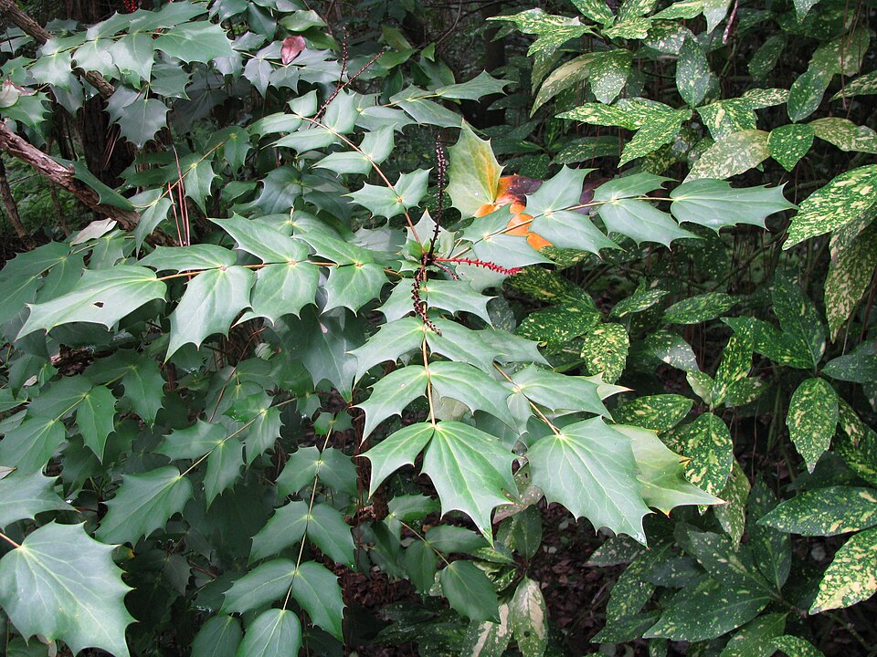 Berberis bealei (leatherleaf mahonia)