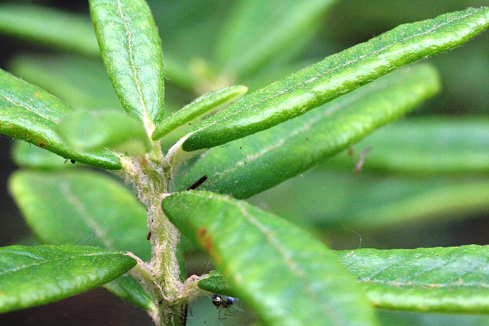 Rhododendron groenlandicum (Labrador Tea) (alternate view 6)