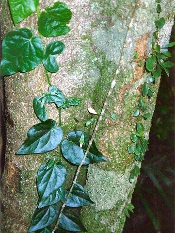 Dendrobium linguiforme (tongue orchid) (alternate view 10)
