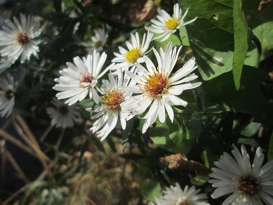 Symphyotrichum lanceolatum (panicled aster)