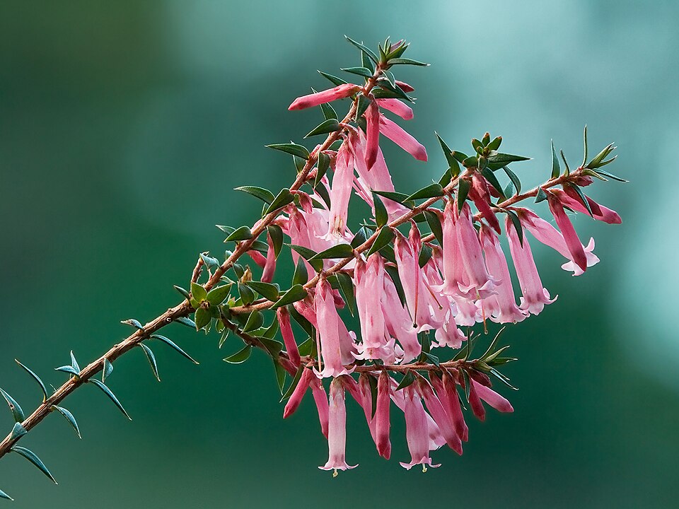 Epacris impressa (Common Heath)