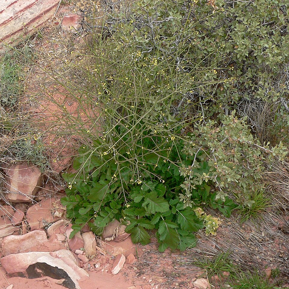 Brassica tournefortii (Saharan Mustard) (alternate view 7)