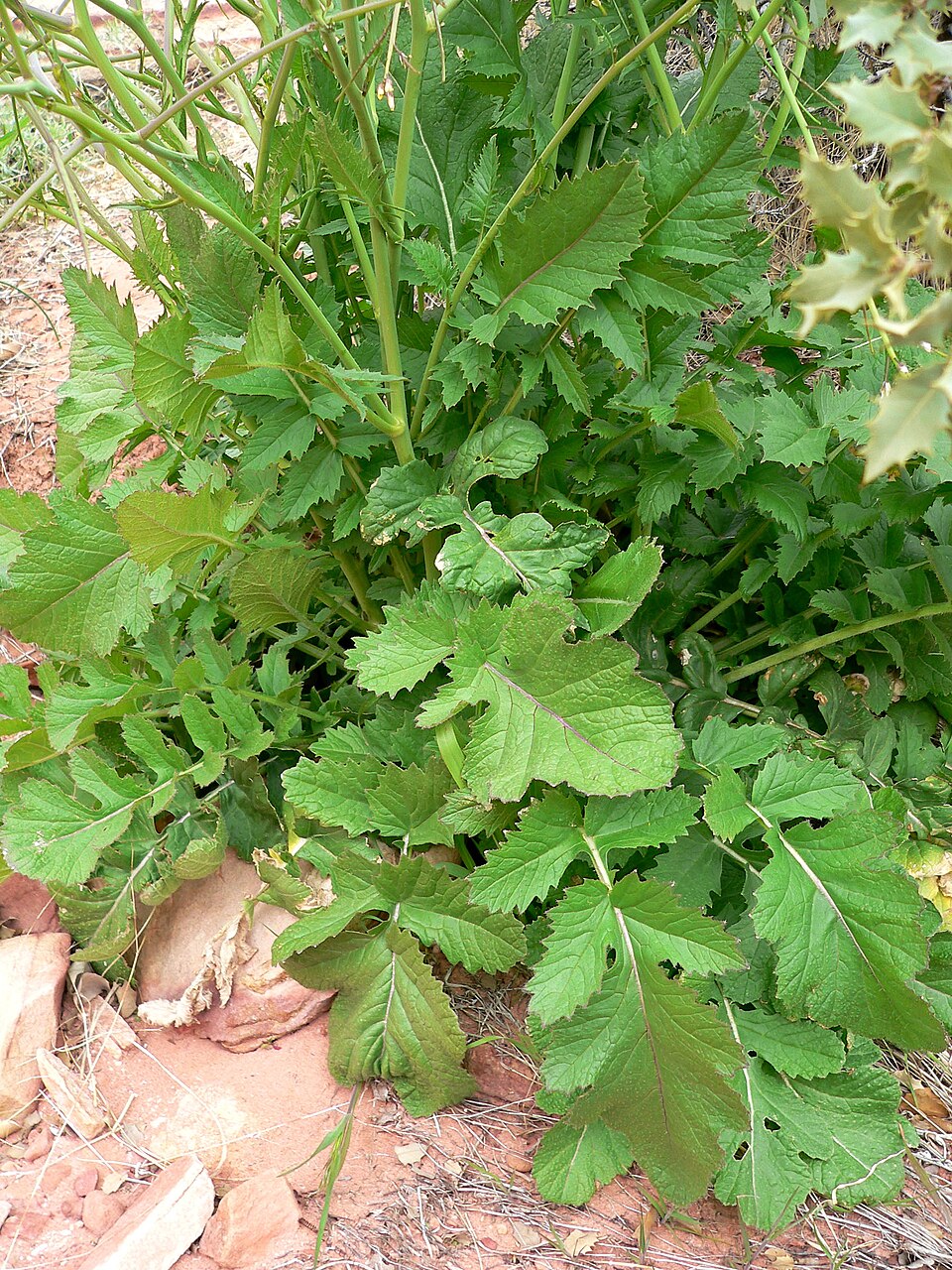 Brassica tournefortii (Saharan Mustard) (alternate view 8)