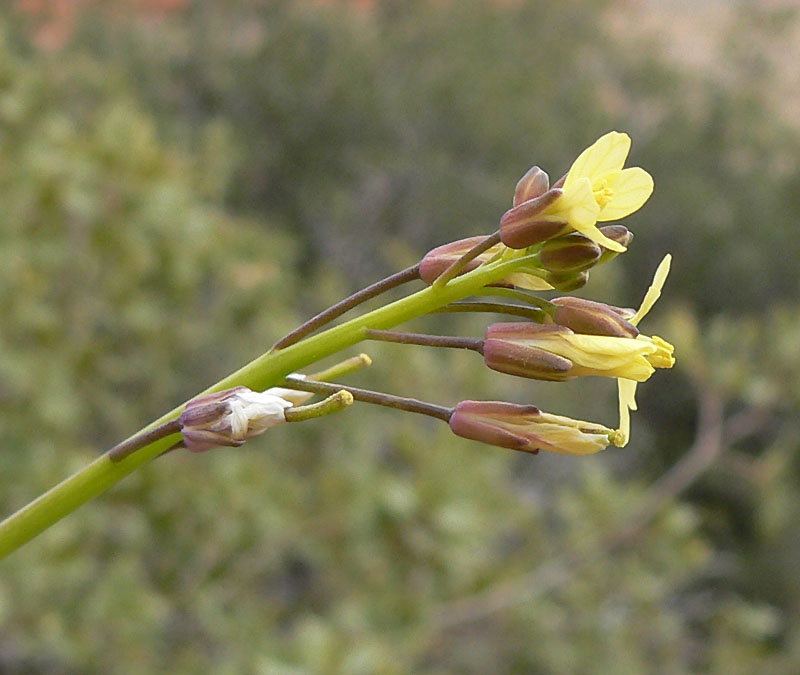 Brassica tournefortii (Saharan Mustard) (alternate view 9)