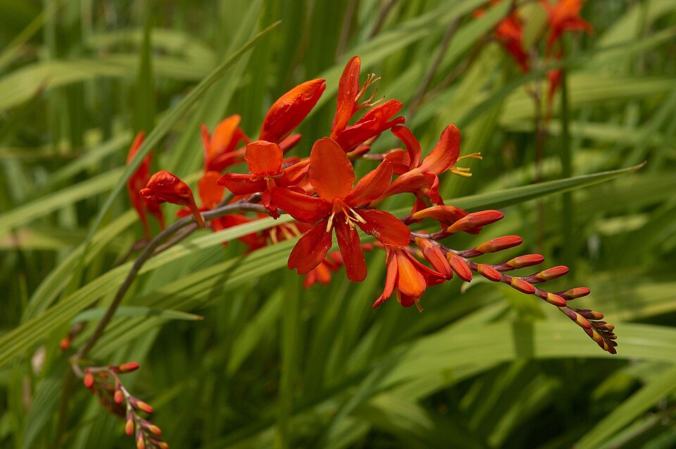 Crocosmia 'Lucifer' (Lucifer Crocosmia) (alternate view 2)