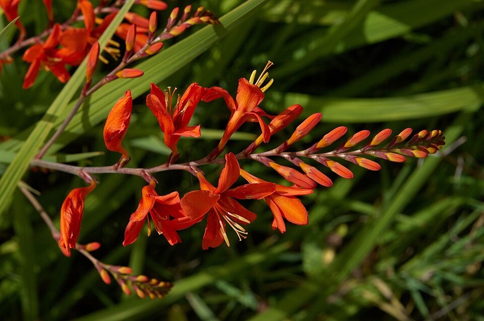 Crocosmia 'Lucifer' (Lucifer Crocosmia) (alternate view 3)