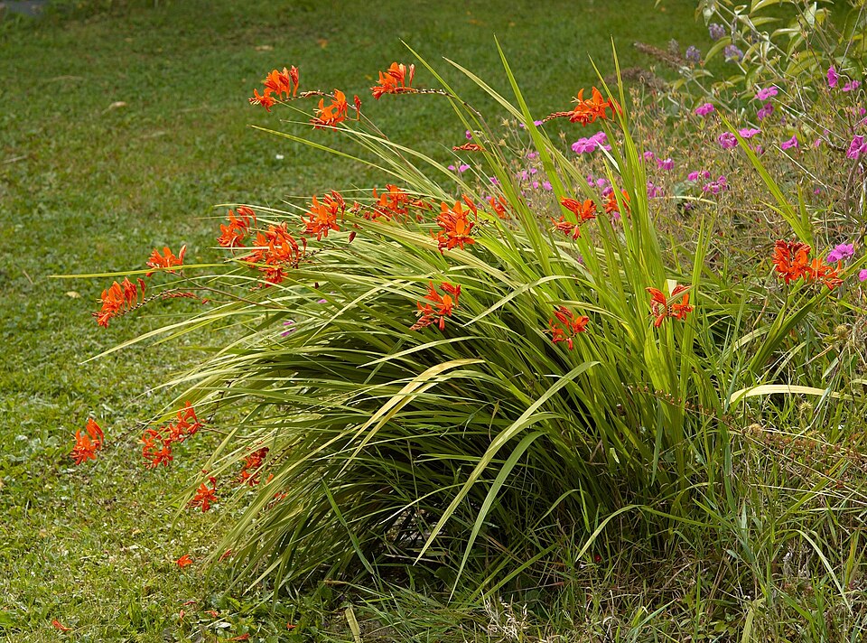 Crocosmia 'Lucifer' (Lucifer Crocosmia) (alternate view 4)