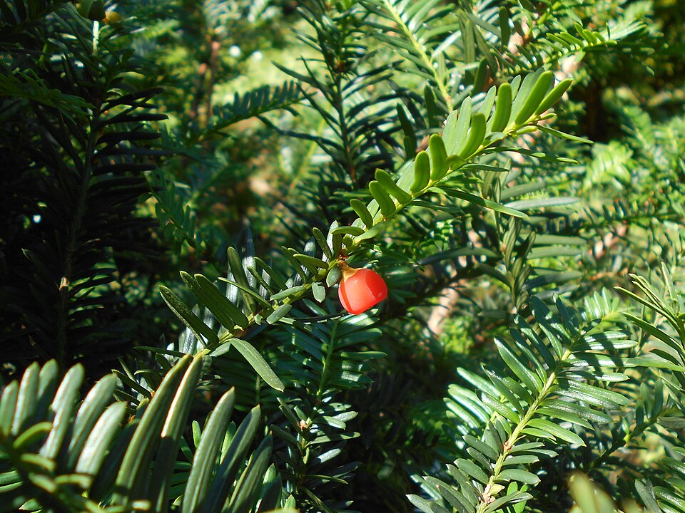 Taxus cuspidata 'Nana' (Dwarf Japanese yew)