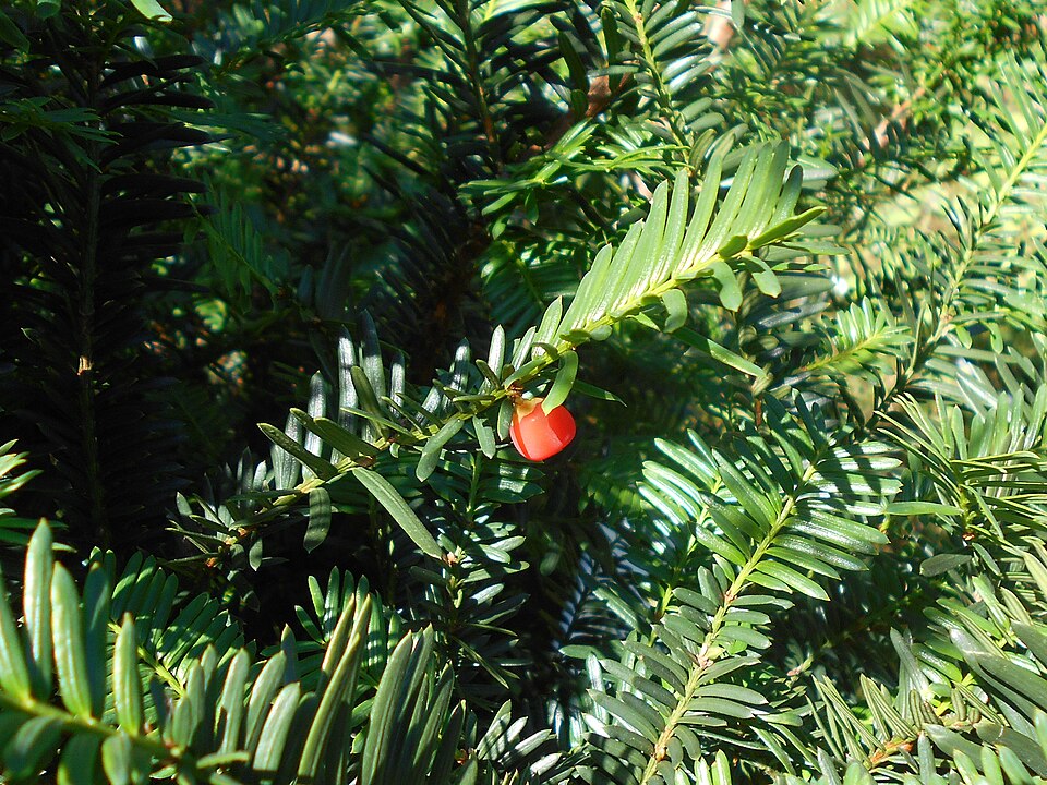 Taxus cuspidata 'Nana' (Dwarf Japanese yew) (alternate view 2)